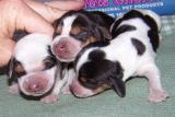 Better than a Man Get a MINI BEAGLE