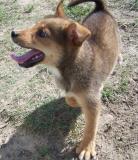 Shiba Inu/ Bernese Mt. Dog Hybrids - Ready to go home