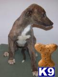 Beautiful Female Greyhound puppies