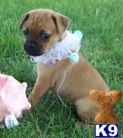 Muggins  Min Pin x Pug