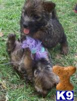 Cairn Terriers  Boys and a girl  Ready