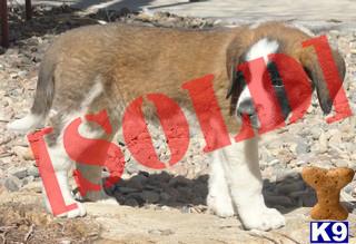 Smooth/short coat, dry mouth Female Saint Bernard ready to go home