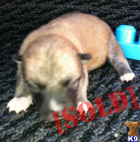 Vince - Male Shiba Inu - now taking deposits