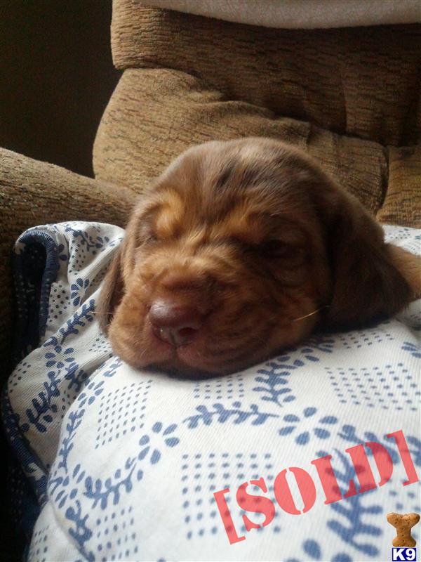 bloodhound puppies for sale in pa document moved bloodhound puppies for sale in pa document moved