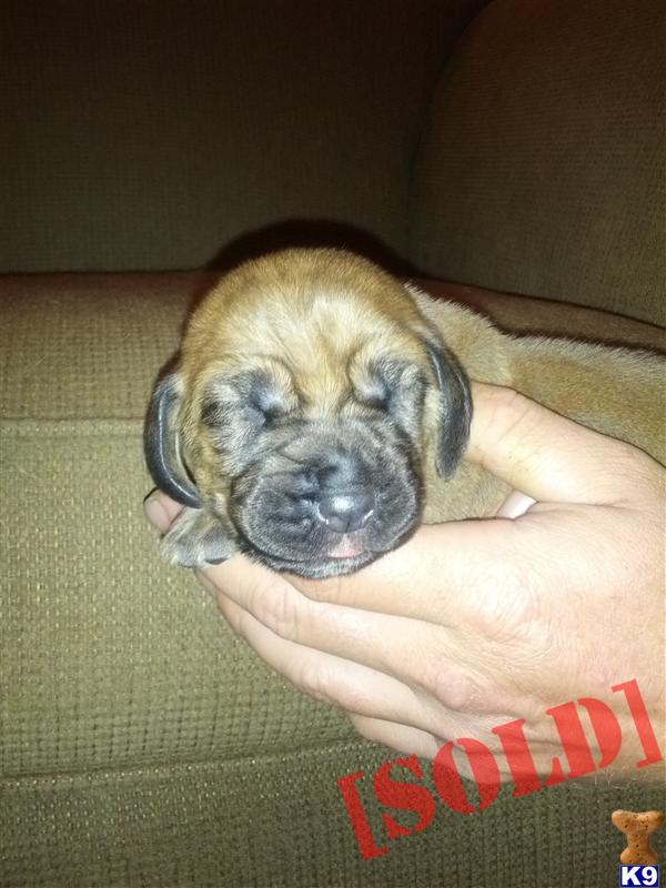 bloodhound puppies for sale in pa ckc registered blood hound puppies a bloodhound pup for sale located in mcdonald pa bloodhound puppies for sale in pa ckc registered blood hound puppies a bloodhound pup for sale located in mcdonald pa