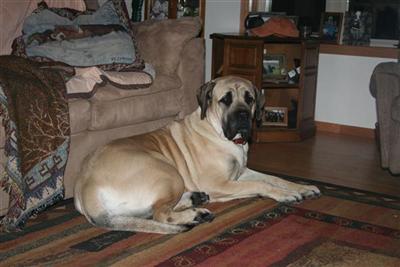 CH. Bloodlines English Mastiff Puppies Due May 21