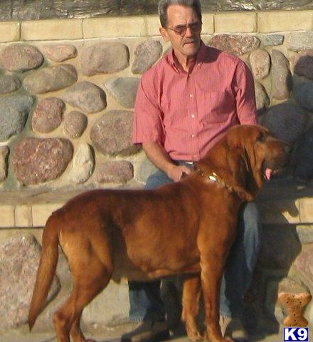 BLOODHOUND PUPPIES AVAILABLE~