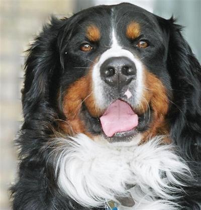Molson