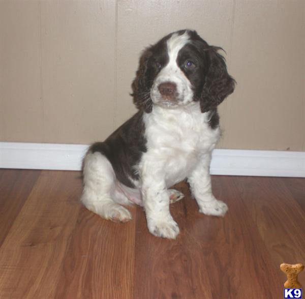 ENGLISH SPRINGER SPANIEL