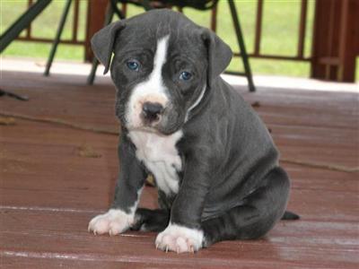 Blue/white pup and Black/white pup