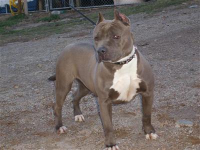 UKC REG. BLUE PUPS