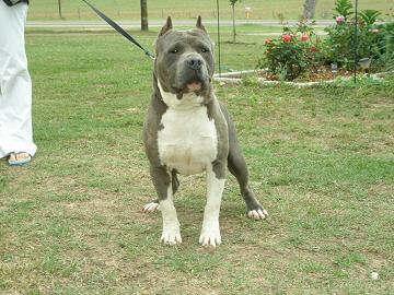 PR Fullingims Boots UKC REG. 
