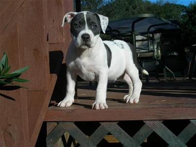 1000 SHIPPED 4 puppies left