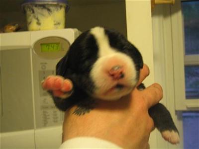 BERNADANE PUPPIES