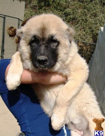 Dakota Elbrus - Caucasian Mountain Dog Ovcharka Puppy
