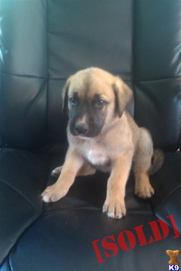 great dane german shepherd puppies document moved great dane german shepherd puppies document moved
