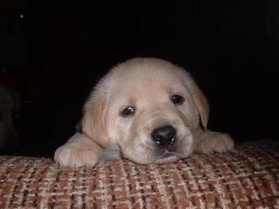 Gorgeous Lab pups