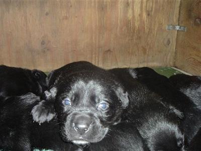 Adorable Black Lab pups