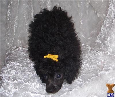 Lolas toy  poodle no. 1