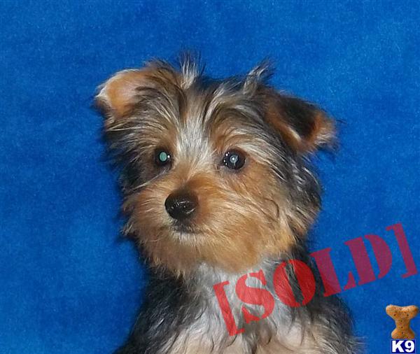 Andy 6 to 7 lb boy  $600.00 shipping included.