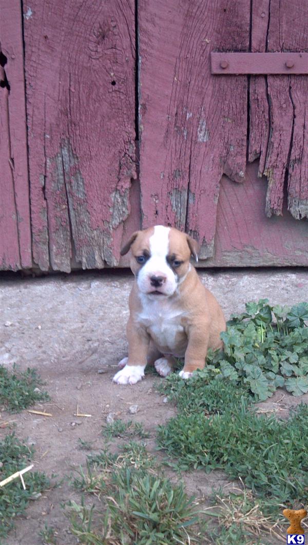 American bulldog puppys