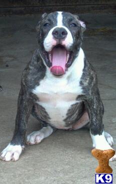 American Bulldog