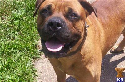 TRUCK THE BULLMASTIFF