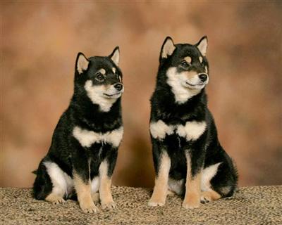 Akc  5 B/T Shiba inu pups