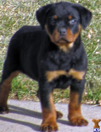 German Rottweiler Rick line