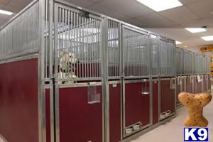 COMPLETE KENNELS SOLUTIONS 