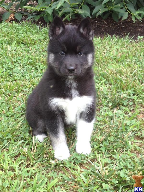 siberian husky puppies for sale in nc document moved siberian husky puppies for sale in nc document moved