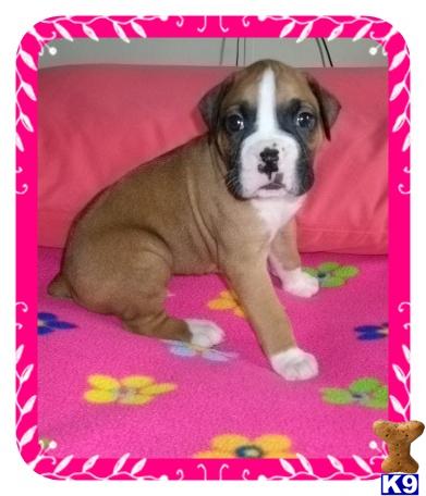 Male Boxer
