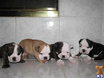 4 Male AKC English Bulldog Puppies