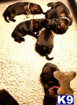 Working line puppies from Top Breeding
