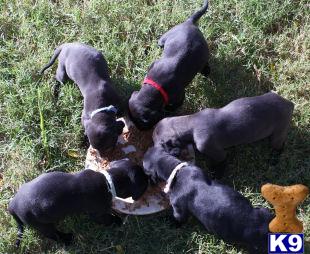 Blue and Black Great Dane Puppies