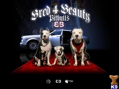 BEAUTIFUL 1 OF A KIND WHITE HEAD, BLUE BODY / BLUE NOSE PITBULL PUPPIES