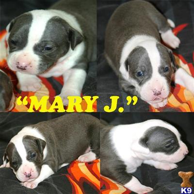 RARE BEAUTIFUL BLUE NOSE WHITE HEAD/BLUE BODY STEEL BLUE EYES PIT BULL PUPPIES.