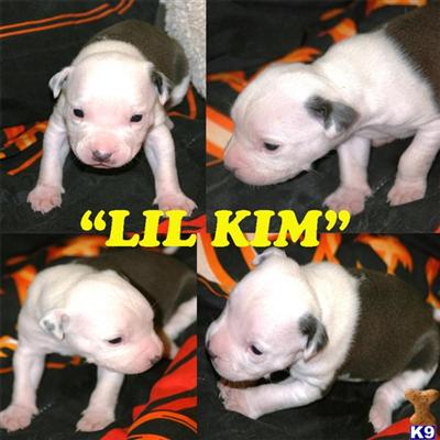 1 OF A KIND WHITE  BLUE / BLUE NOSE PITBULL PUPPIES