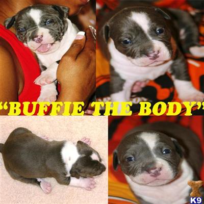 BEAUTIFUL /1 OF A KIND UNIQUE LOOKING WHITE  BLUE, BLUE NOSE PIT BULL PUPPIES