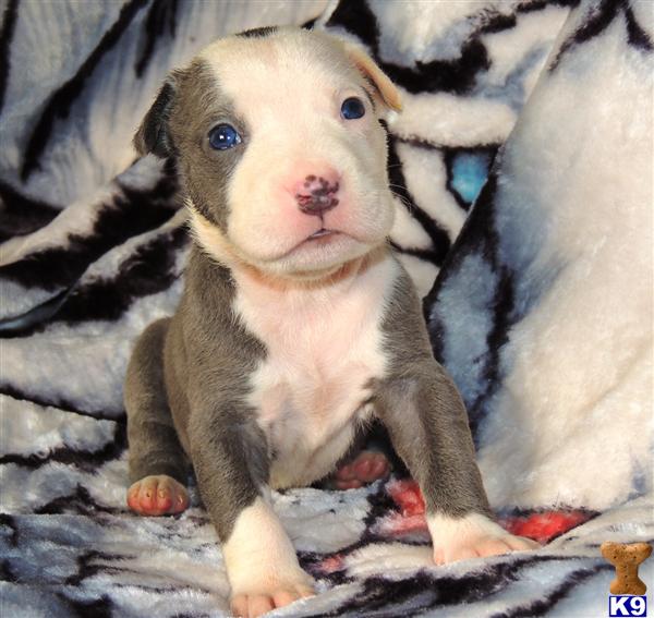 BEAUTIFUL WHITE   BLUE / BLUE NOSE PITBULL PUPPIES FOR SALE