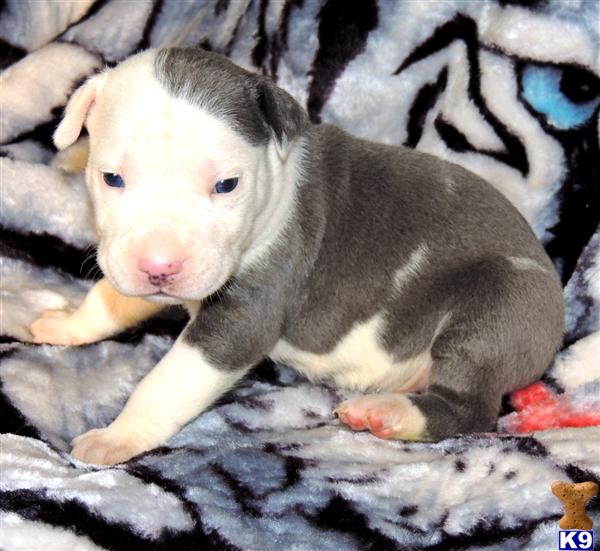 BEAUTIFUL WHITE  BLUE /  BLUE NOSE PIT BULL PUPPIES FOR SALE
