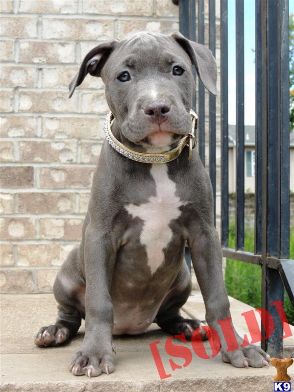 blue nose pitbull puppies for sale in nj document moved blue nose pitbull puppies for sale in nj document moved