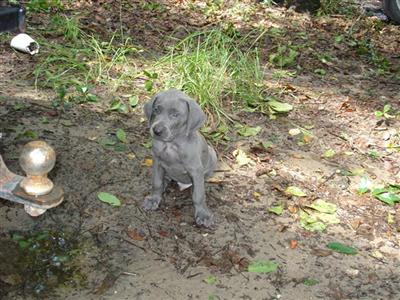 AKC Weimaraner Puppies