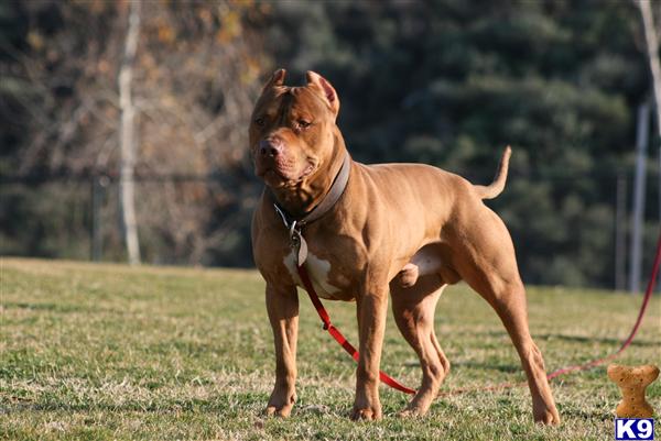 UKC CH DEEBO