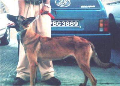 Belgian Malinois Pups for Sale