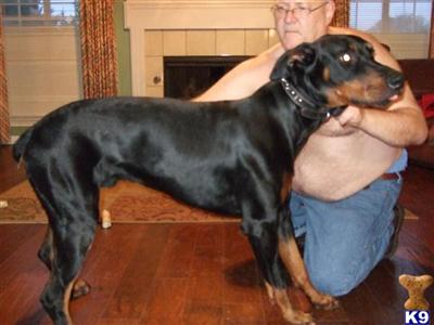 doberman pincher