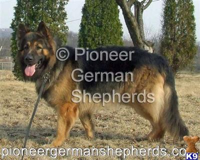 Long hair German Shepherd breeders of long hair German Shepherd puppies