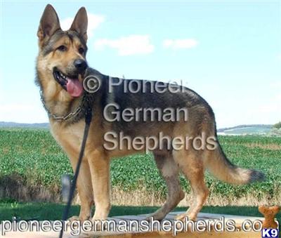 Old Fashioned German Shepherds - Old Style German Shepherd breeder 
