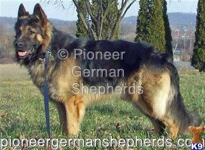 Long Coat German Shepherd Dogs
