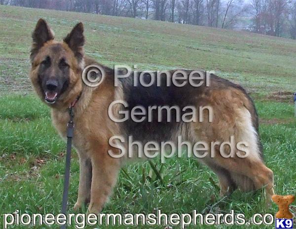 Long coat German Shepherds - Large German Shepherds for sale